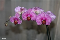 a4f06d69-IMG_6816 orhideja.jpg